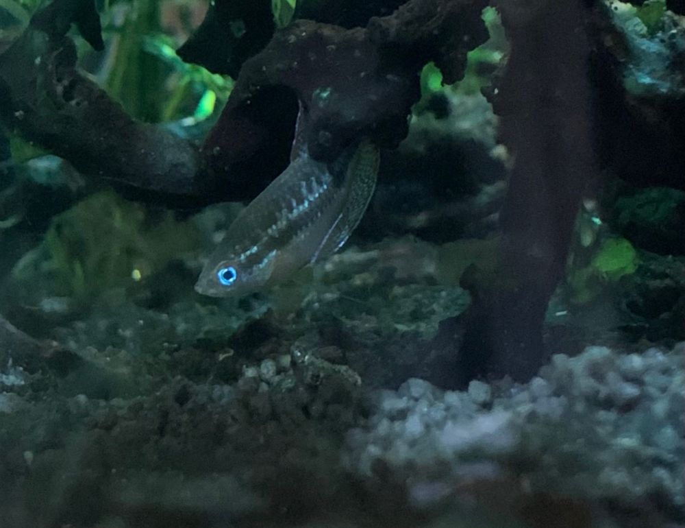 Sparkling gourami facing left 