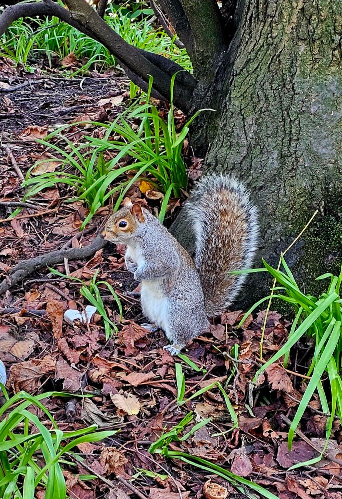 Ein graues Eichhörnchen auf Laub.