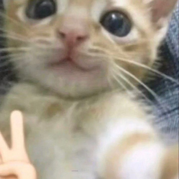 A chill dog giving a peace sign