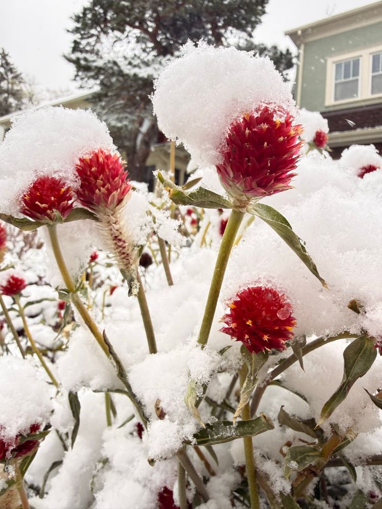 Red globe amaranth covered in snow 