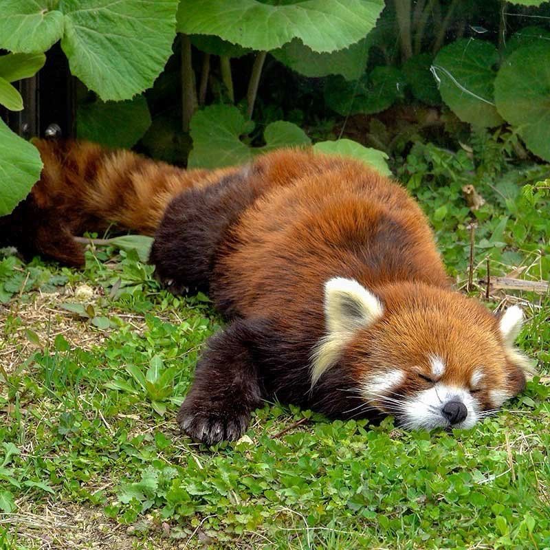A red panda sleeping in the grass.