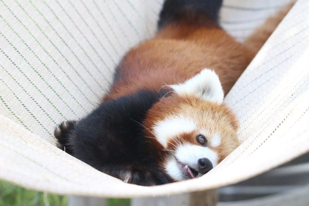 Red panda lying in a hammock