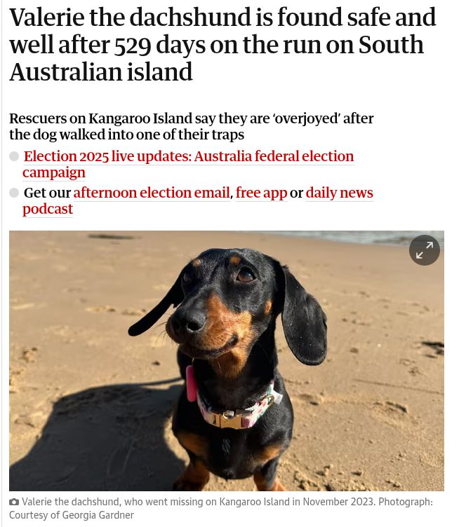 Screenshot from a news report:
Valerie the dachshund is found safe and well after 529 days on the run on South Australian island
Valerie, a black and brown dachshund, on a beach, looking positively dope
