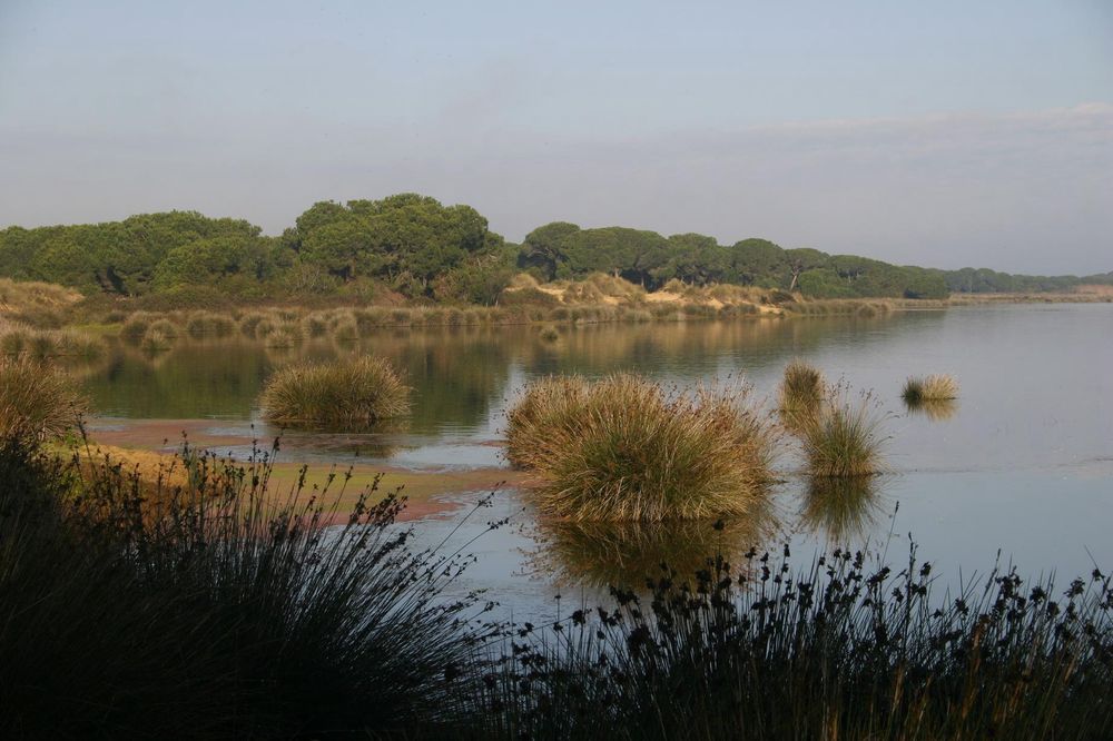 La UNESCO muestra su gran preocupación ante el estado de deterioro de Doñana y reclama acciones urgentes - SEO/BirdLife
