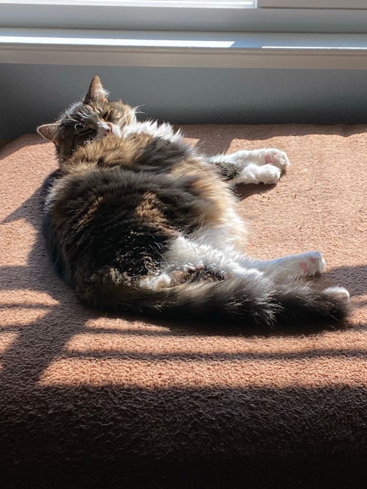 A cat napping in a shower by spot