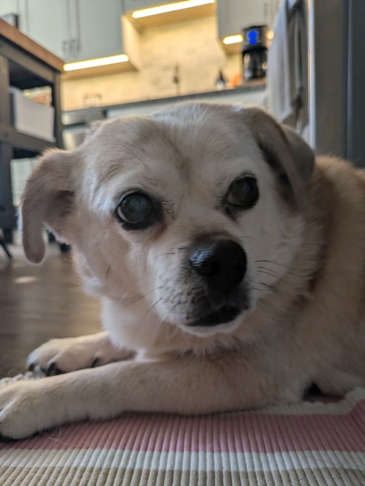 Elder fawn puggle named Clover, lying in a kitchen. 