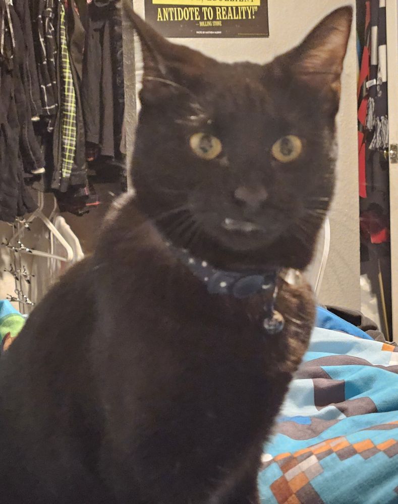 Black cat lookin' very weird