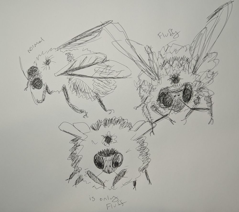 3 messy ink sketches of progressively fluffier carpenter bees. The bee labeled normal has relatively normal proportions and is a side view. Bee labeled fluffy is definitely hairier with less well defined wings. Fluffy bee is from a head on perspective.  Bee labeled "is only fluff" is also a head on view but it is the squishmallow equivalent of a carpenter bee. It's almost a perfect circle with chubby lil legs and lil wings sticking out.