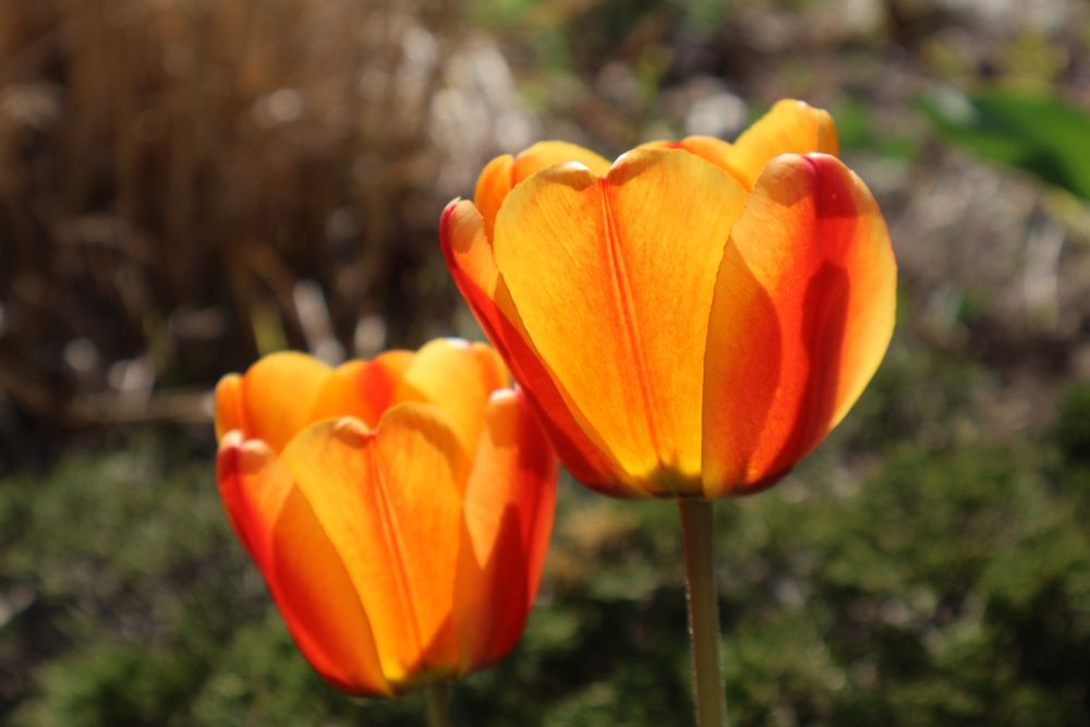 image of orange tulips lit under the sun with a brushy background blurred behind