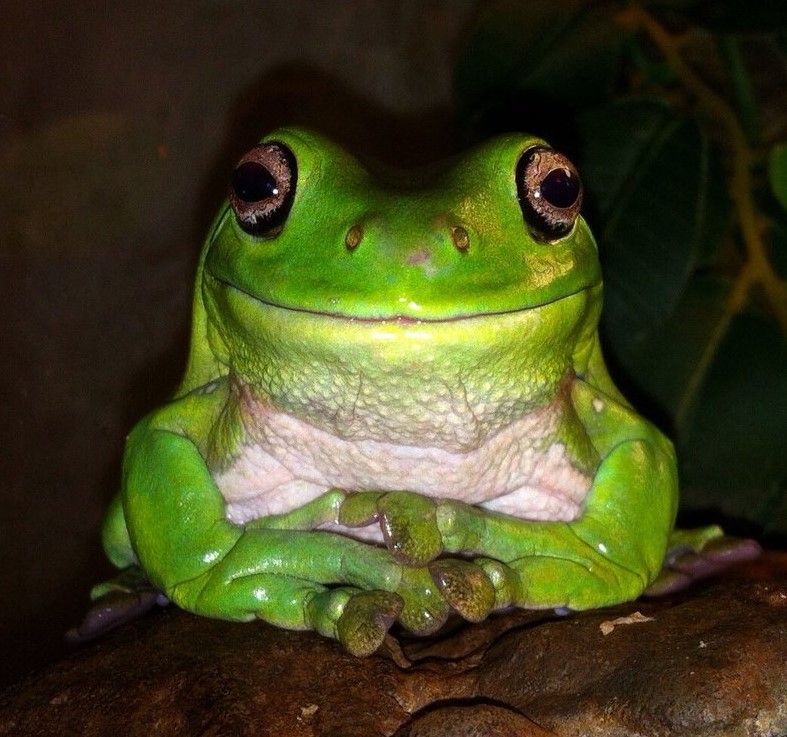 content frog