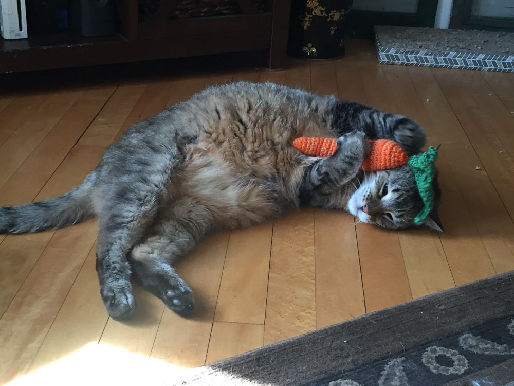 Tabby cat wrestling with a catnip carrot