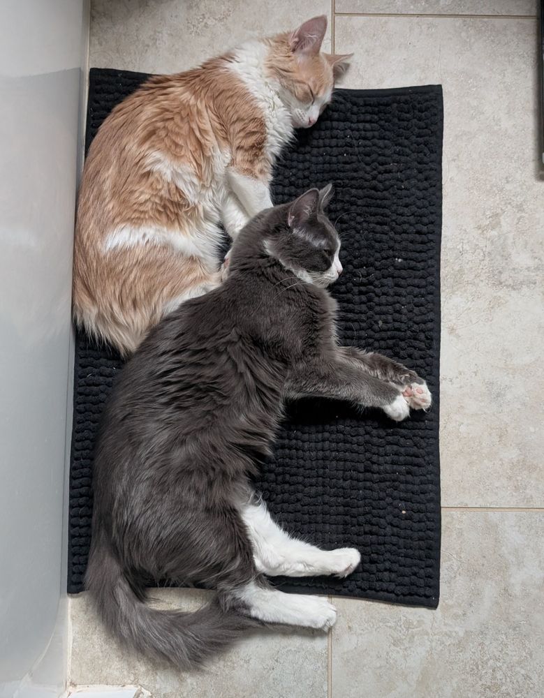 Two cats laying together in a cuddle puddle.

For some reason they made me think of videogame shrimp 