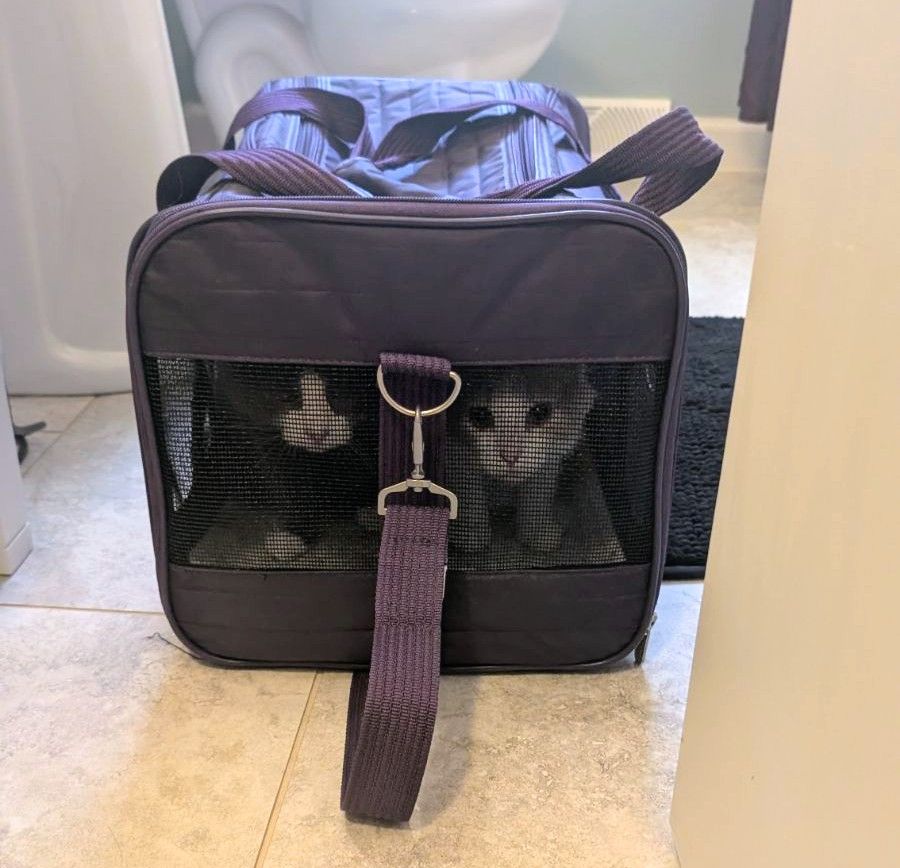 A pair of kittens in a quilted cat carrier. One is a diluted grey and the other is a diluted orange.

They both wonder what is this new place they're in