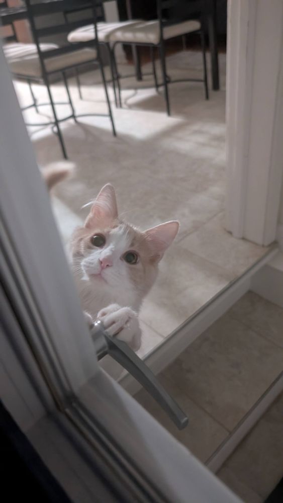 Skwishi figuring out how door handles work