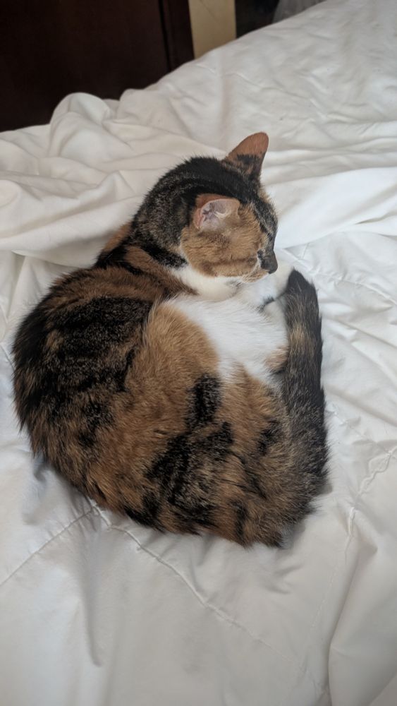 Tortoiseshell cat curled up for a nap on white sheets