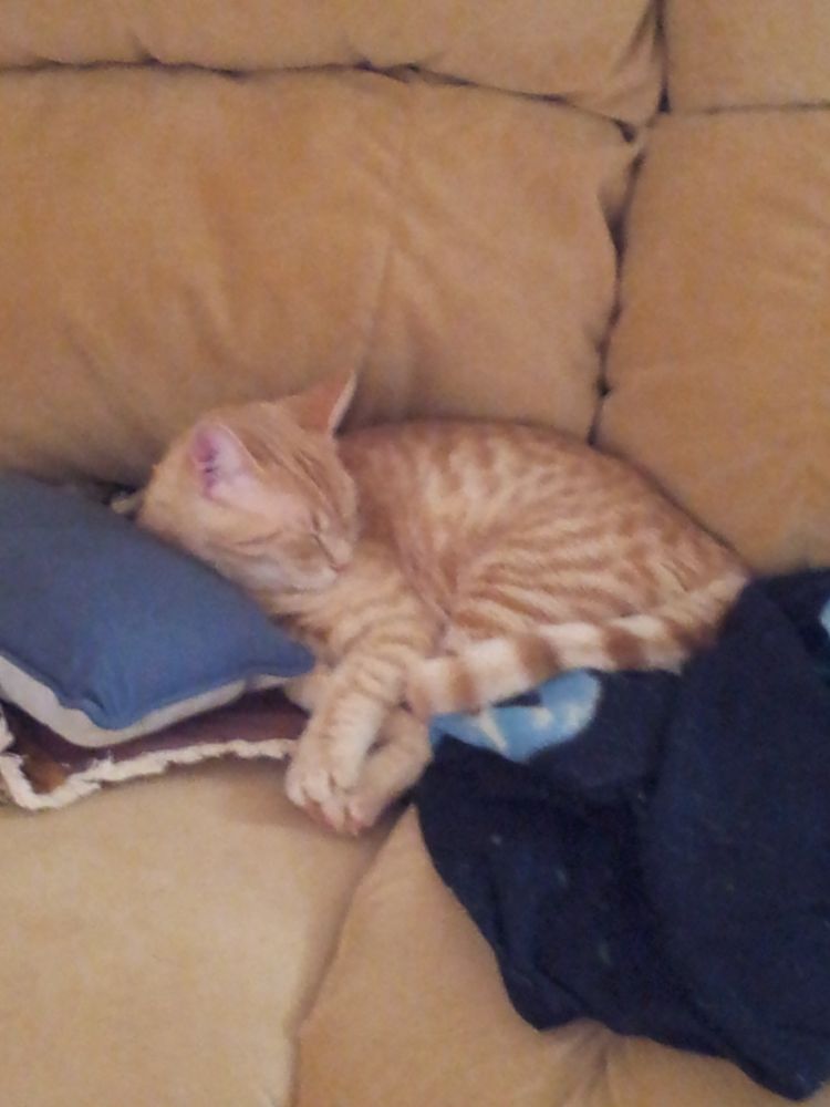 Orange tabby sleeping