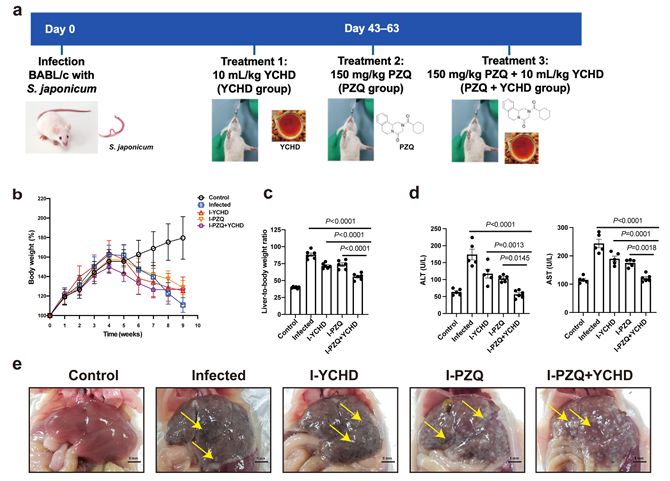 Yinchenhao Decoction Combined with Praziquantel Ameliorates Inflammation