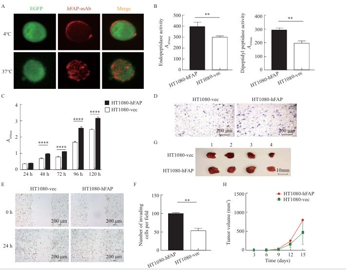 Establishment of FAP-overexpressing Cells for FAP-targeted Theranostics
