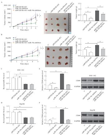 Long Non-coding RNA PCED1B Antisense RNA 1 Promotes Cell Proliferation and Invasion in Hepatocellular Carcinoma by Regulating the MicroRNA-34a/CD44 Axis
