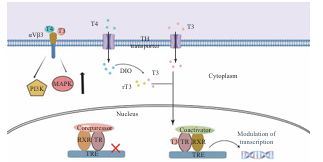 Research Advancements in the Interplay between T3 and Macrophages
