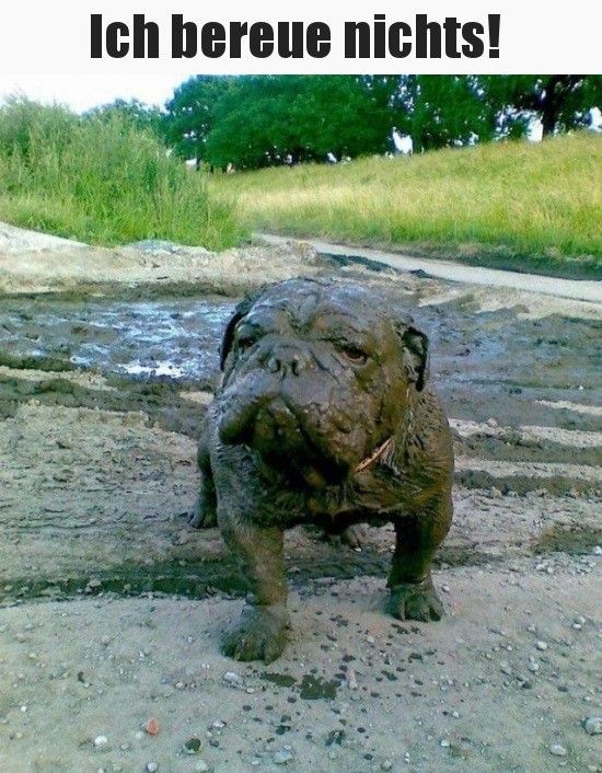 Das Bild zeigt eine Bulldogge die gerade aus einem Schlammbad kommt und über und über mit Schlamm bedeckt ist.
Text: Ich bereue nichts!