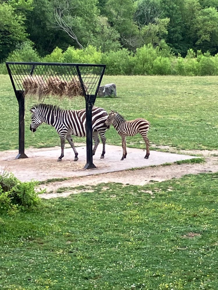 a mama zebra with a baby zebra at the cape may zoo savannah next to a food dispenser full of hay