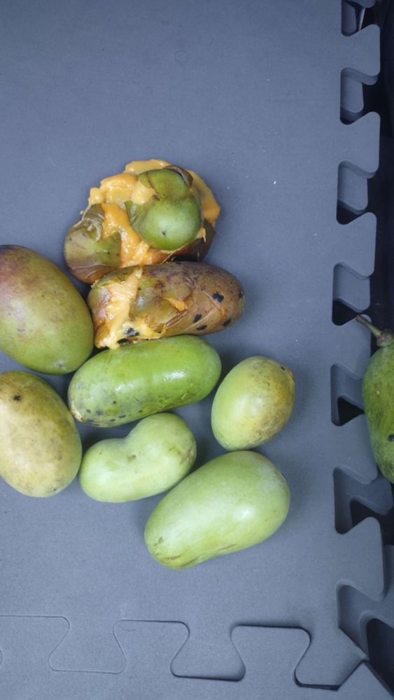 8 green pawpaws sitting on a foam mat, they have parts of the skin turning yellow indicating ripeness, and two pawpaws are smooshed to the point of their skin breaking open revealing the yellowy flesh inside.