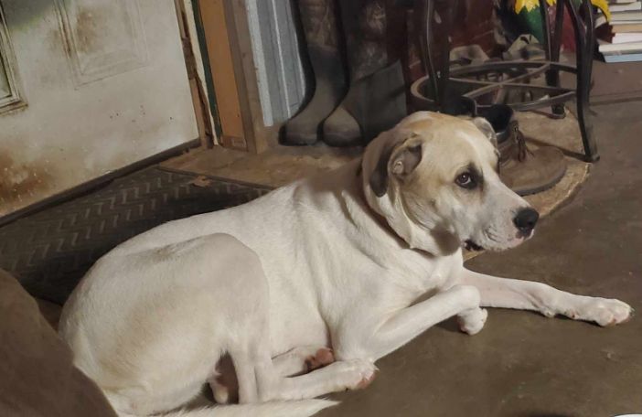 Daisy girl chilling inside.