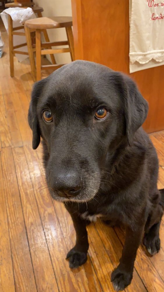 Black dog with sad brown eyes.