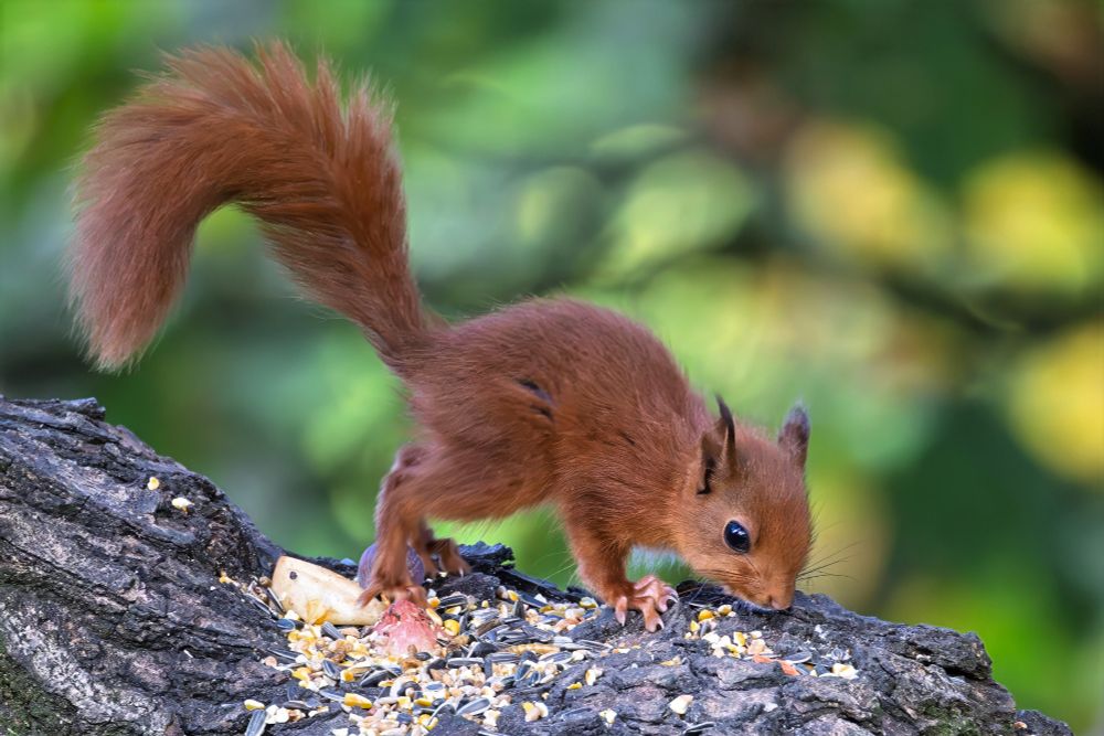Very young Red Squirrel eatting seeds etc