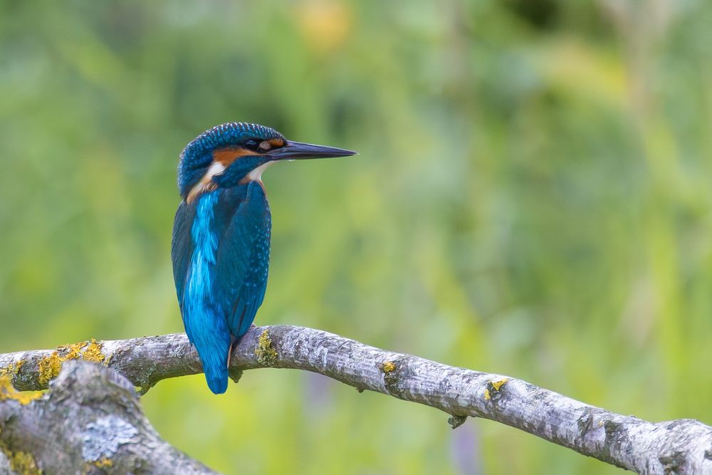 A brightly coloured Kingfisher looking to the right of the frame, sat on a bare branch with a green, blurred background 