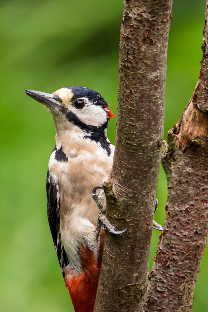A woodpecker on a tree branch