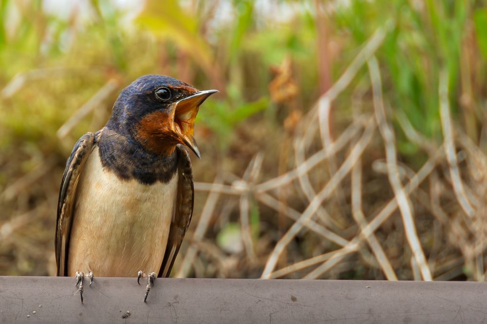 A Barn Swallow looking like it's yelling 