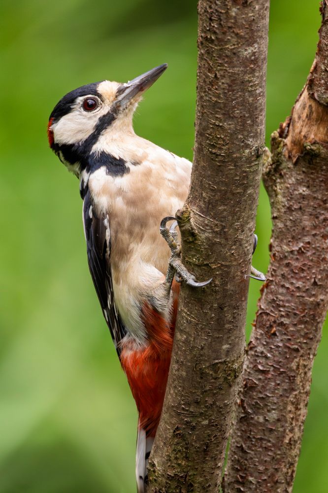 A woodpecker on a tree branch