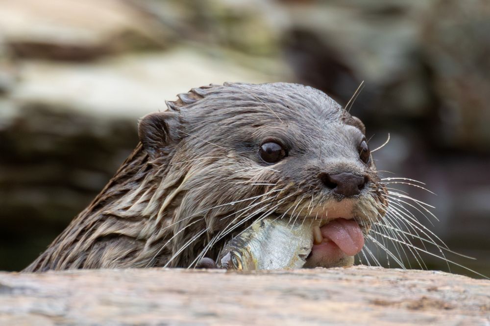 A close up photo of a cheeky looking Otter