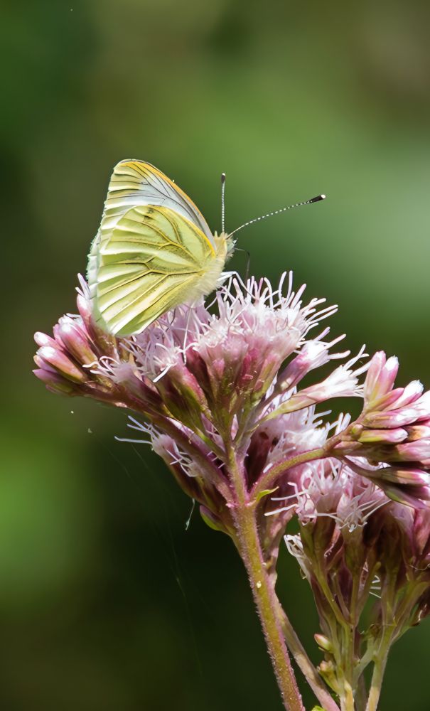 Green-veined White Butterfly sat on top a pinkish flower 