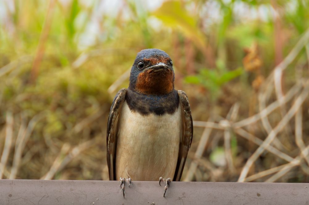A Barn Swallow looking like it's for attitude 
