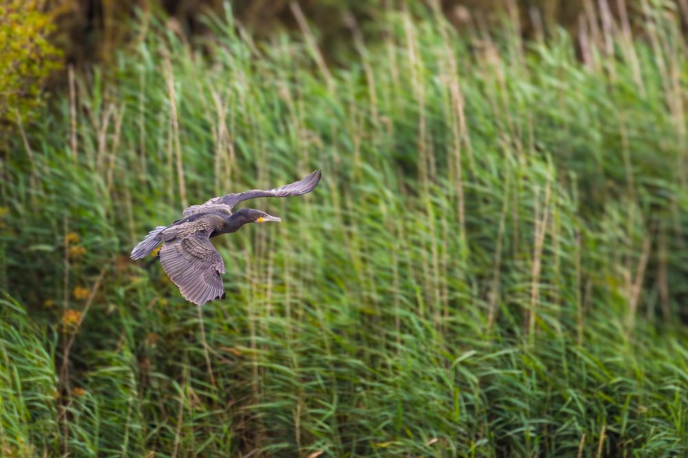A Cormorant flying from left to right off the frame