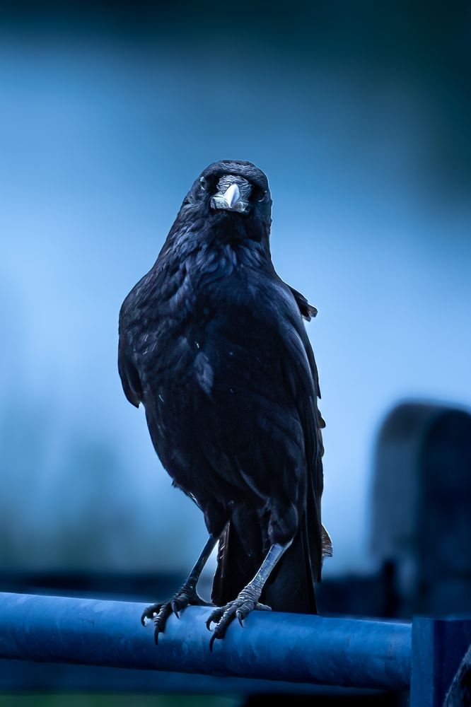 Carrion Crow with dramatic blue background.