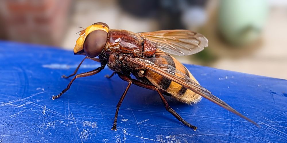 An almost macro photograph of the beast sat on top of my blue bin in my garden