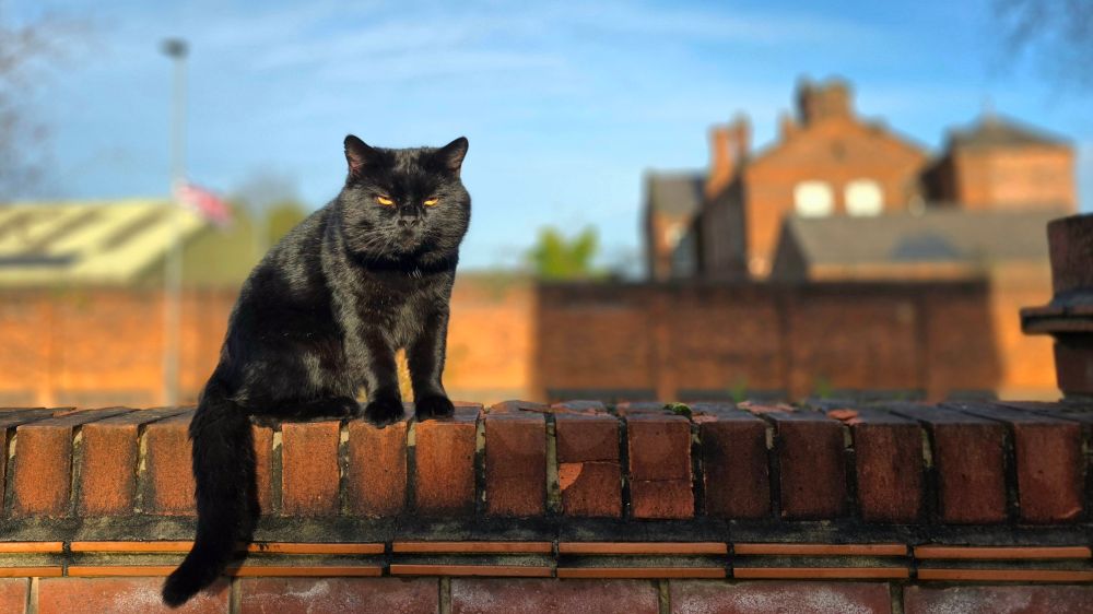 Black male cat looking very glossy, sat on a brick wall looking towards the camera