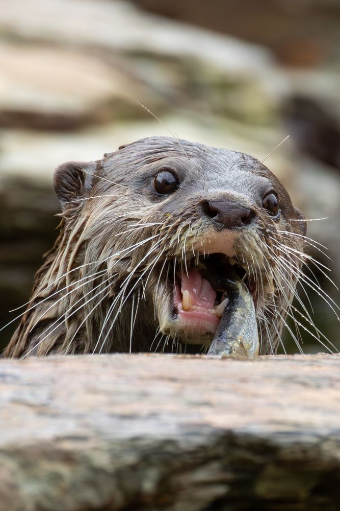 A close up photo of a cheeky looking Otter