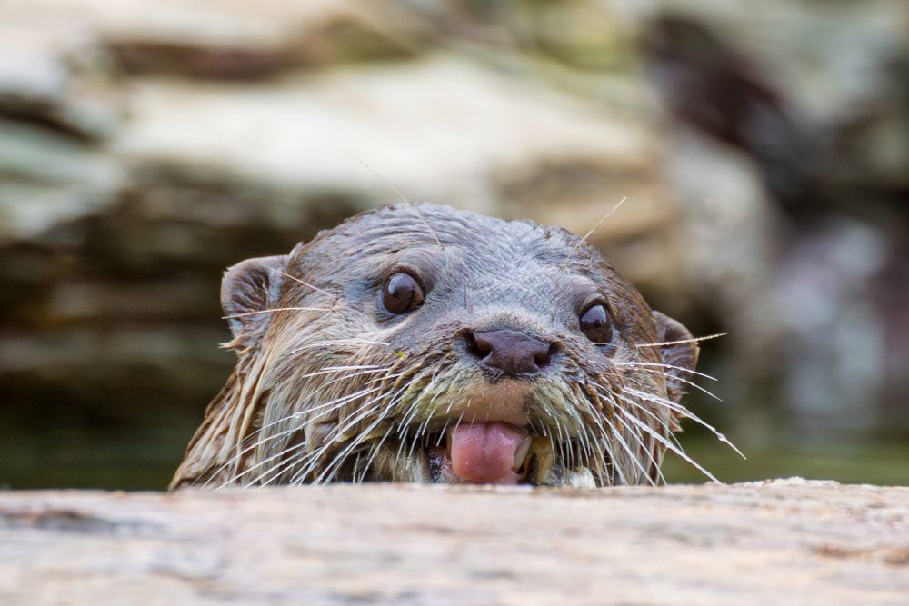 A close up photo of a cheeky looking Otter