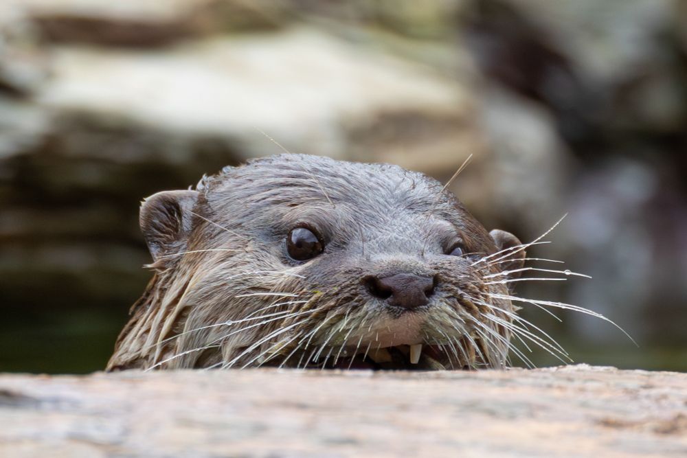 A close up photo of a cheeky looking Otter
