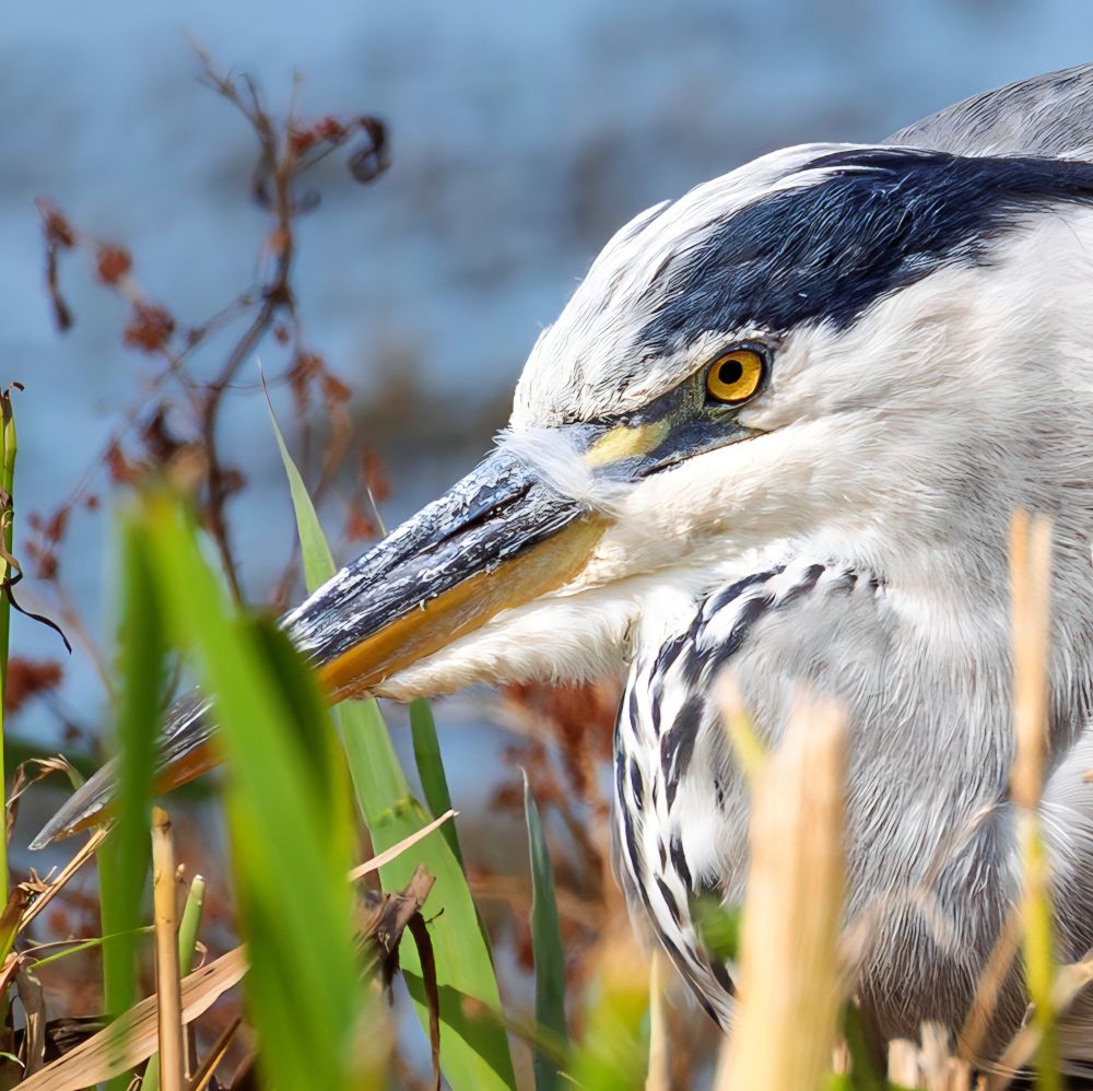 A close-up photo of a Grey Heron sat in a reed bed