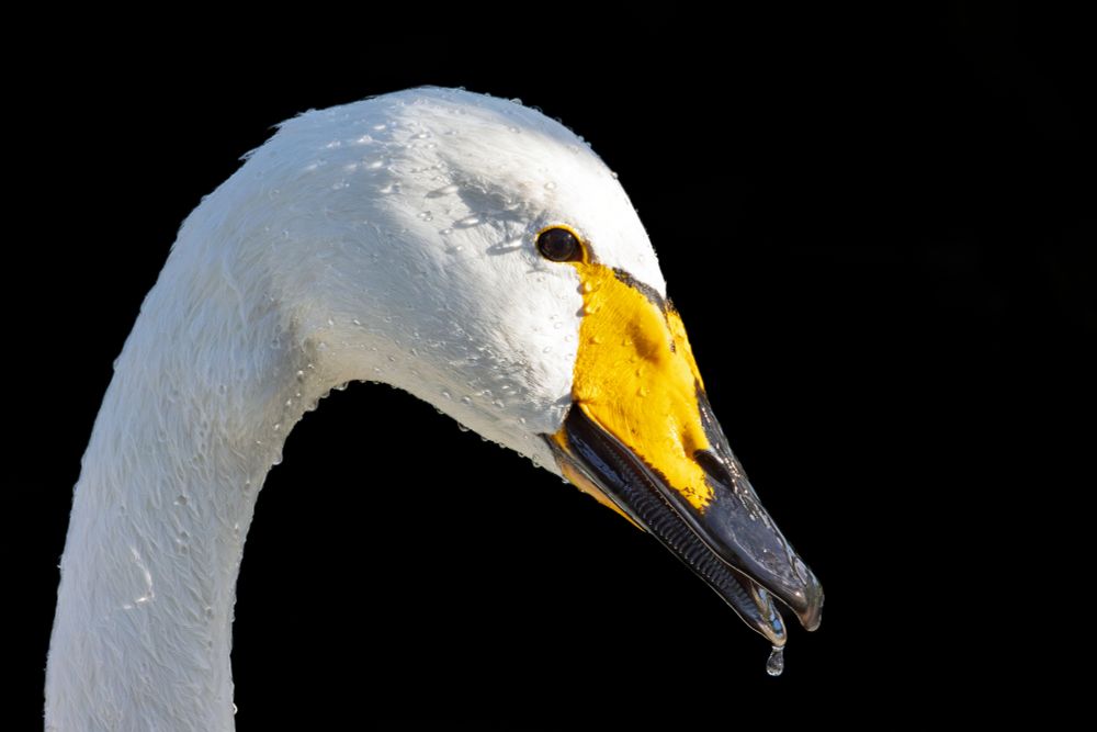 A closeup photo of a Whopper Swans head with water droplets 