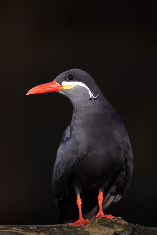 Inca Tern side profile photograph with striking colours against a dark background 