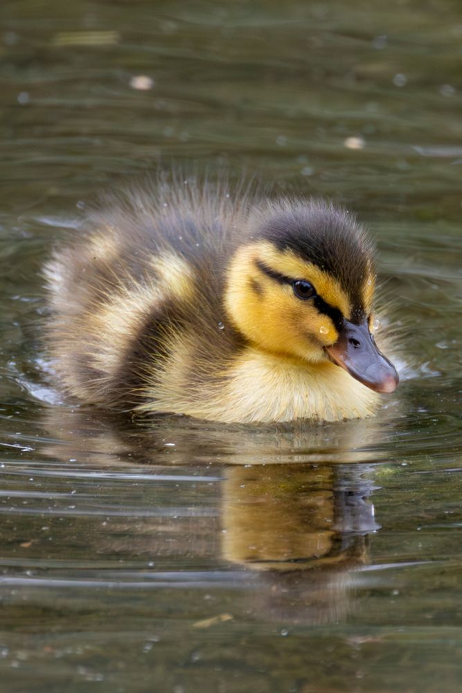 A fluffy cute duckling swimming in a lake