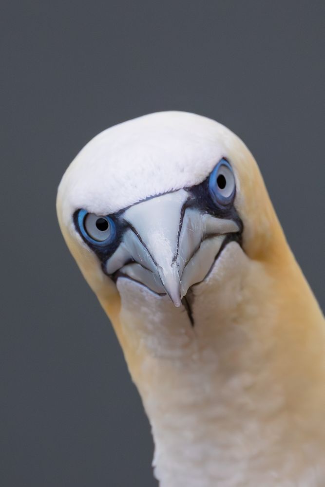 Gannet filling the frame of the photo, staring directly at the camera