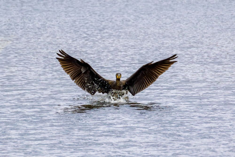 A Cormorant bird landing on the water looking a bit like an angel with its wings outstretched 